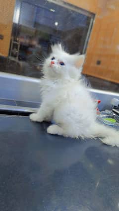 persian cats and kittens for sale wtsapp (0307/710/92/69)