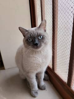 Neutered and Vaccinated Male Cat For Sale