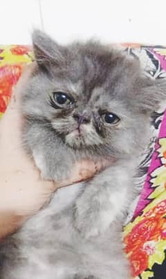 Kittens available for  sale persion punch face