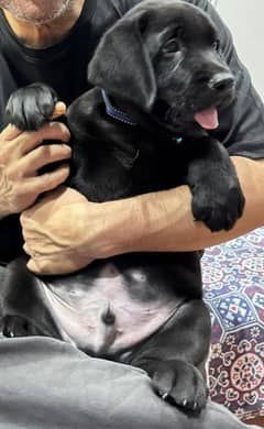 Jimmy-2 months old black Labrador family dog.