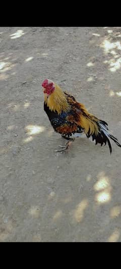 Aseel Murga for sale in karachi rooster