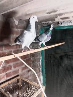 dbaz