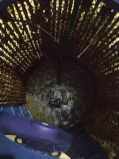 air cooler  12 vlot  bohot acha hai