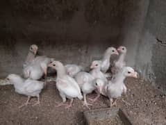 Heera