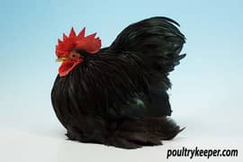 Bantam