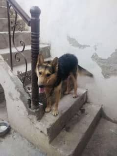 Pure Alsheeshan Male dog vaccinated
