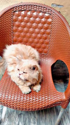 Beautiful Persian Male
