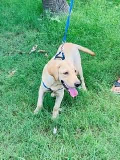 Labrador male