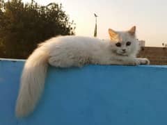 Persian
