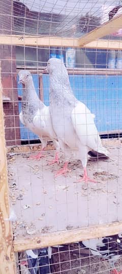 my WhatsApp 03075197074