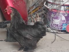bantam female|Golden heavy buff male|Aseel female|fancy hens|females
