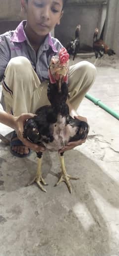 home feeding good health