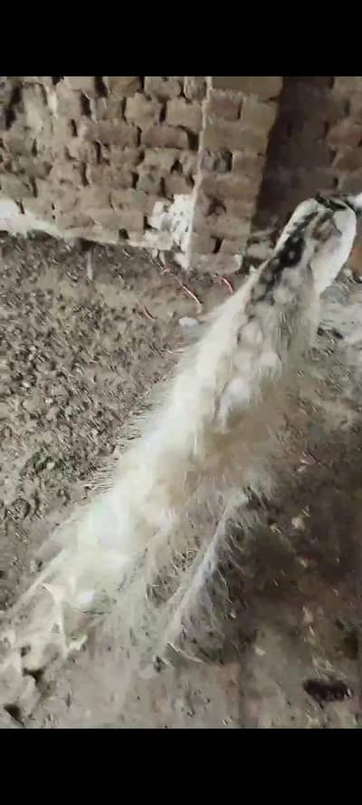 peacock