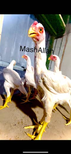 King shamo 4 month pathay 35000 pair