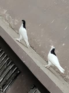 White And Black