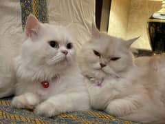 Persian cats for sale