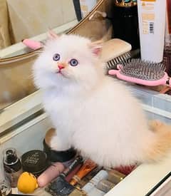 pairsian healthy and active kitten for sale