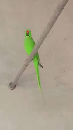 Ringneck Breeder Pair Sale