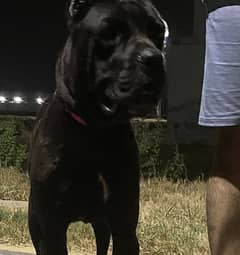 Cane Corso Breeder Female Puppy