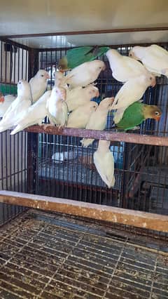 albino