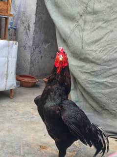 Mushka Aseel pure miawali