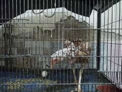 Hen with her 4 chicks