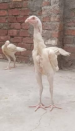 White Shamo Chicks