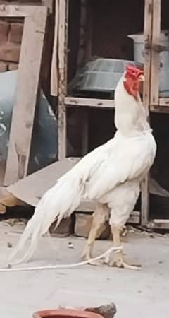 indian parrot peeck  03017133104
