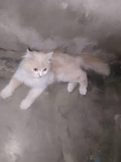 persian cat age 12 month