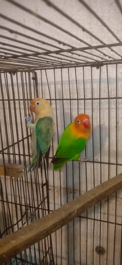 parbule opaline dilute all birds 50% discount