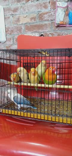 parbule