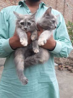 cat kids