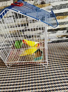 Love bird pair