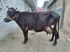 Jersey Cow |Jersy | Milke Cow | Gay |Cow For Sale