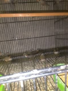 zebra finches