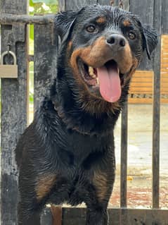 Rottweiler female