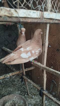 Good health and egg bachy guaranty
