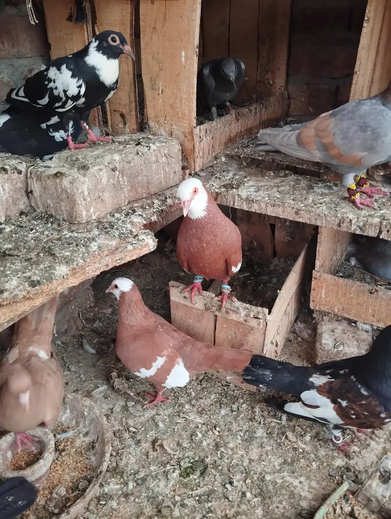 Good health and egg bachy guaranty — photo 2
