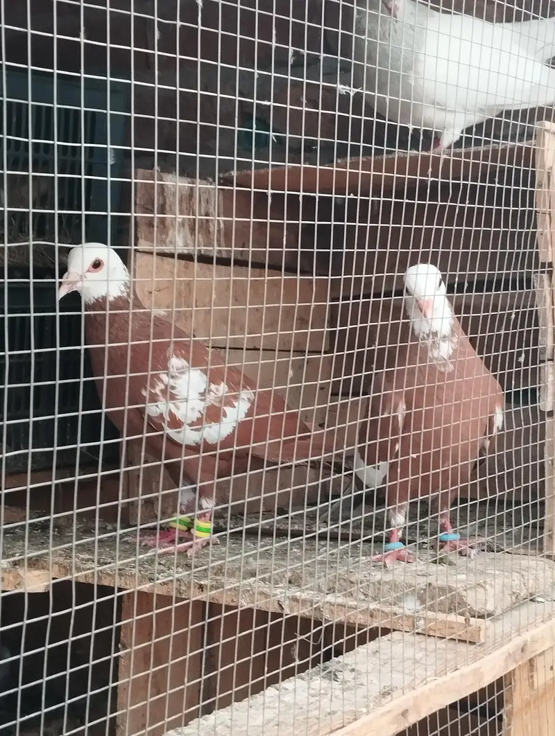 Good health and egg bachy guaranty — photo 3