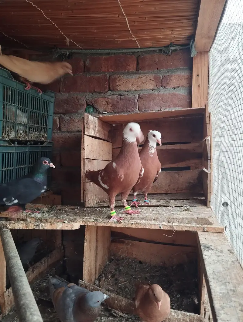 Good health and egg bachy guaranty — photo 4