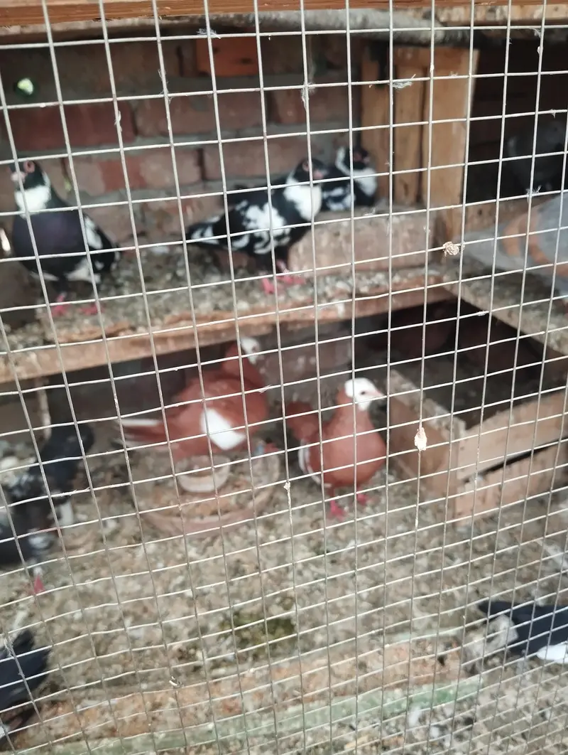 Good health and egg bachy guaranty — photo 5