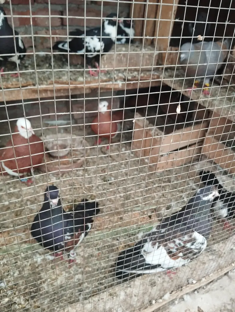 Good health and egg bachy guaranty — photo 6