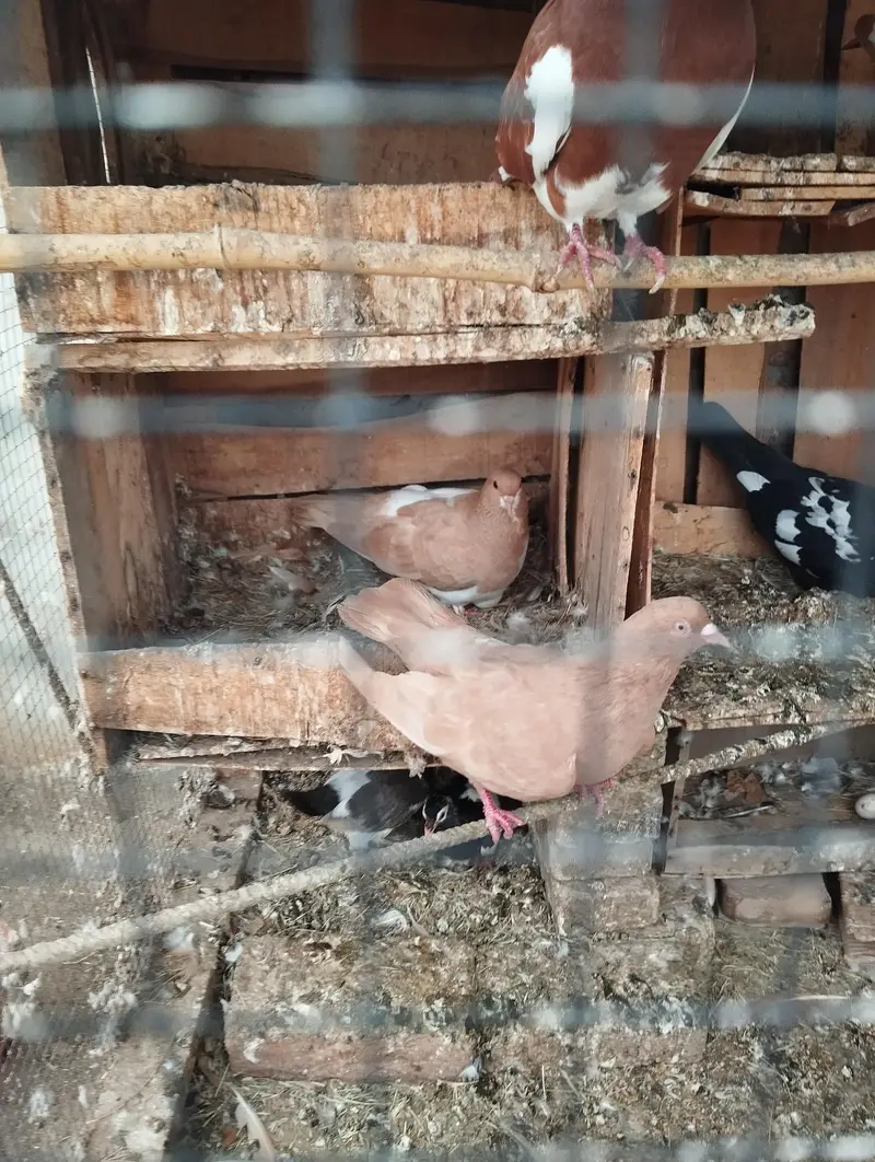 Good health and egg bachy guaranty — photo 8