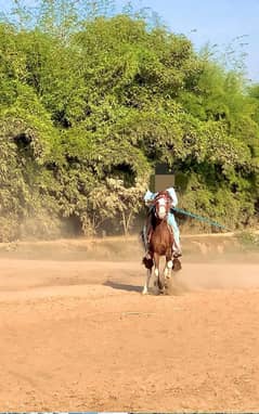 boht acha speeder nazabiz chal baz desi gora