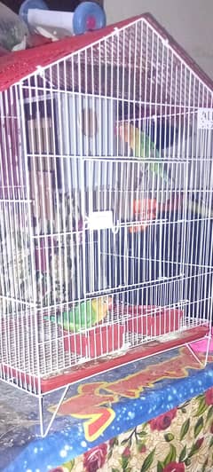 Green Fisher Parrot