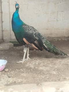 peacock 