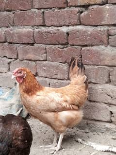 desi murgiya