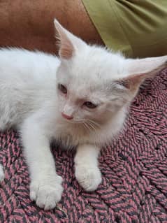beautiful cat