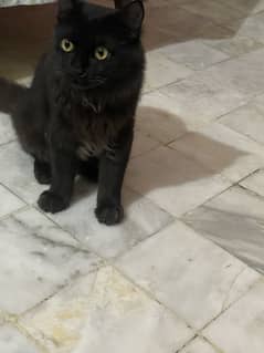 Double coated male cat