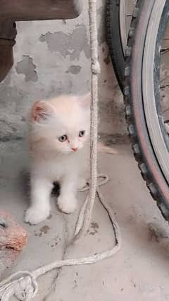 kitten